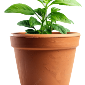 Basil pot