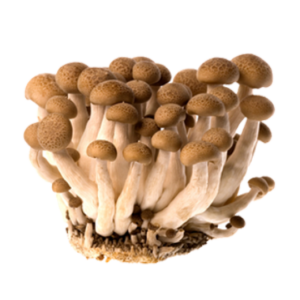 Brown-Mushrooms