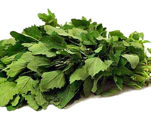 bathua leaf
