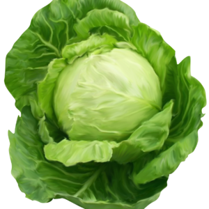 Cabbage